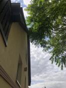 Foto: Ast ragt in Gebäude 
